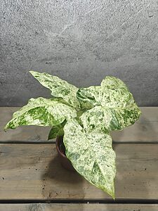 Alocasia Odora Batik