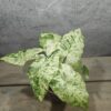 Alocasia Odora Batik Alocasia Odora Batik