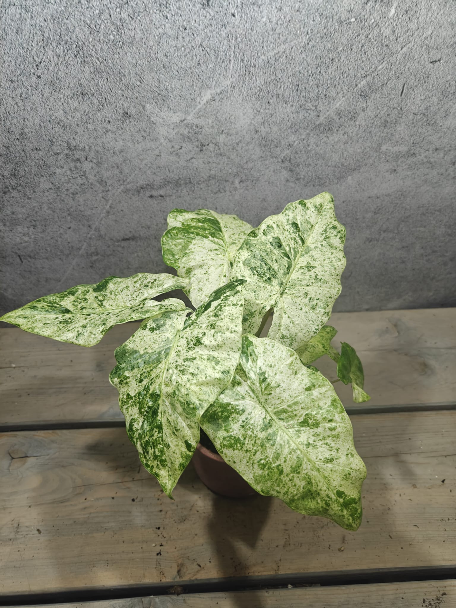 Alocasia Odora Batik Alocasia Odora Batik