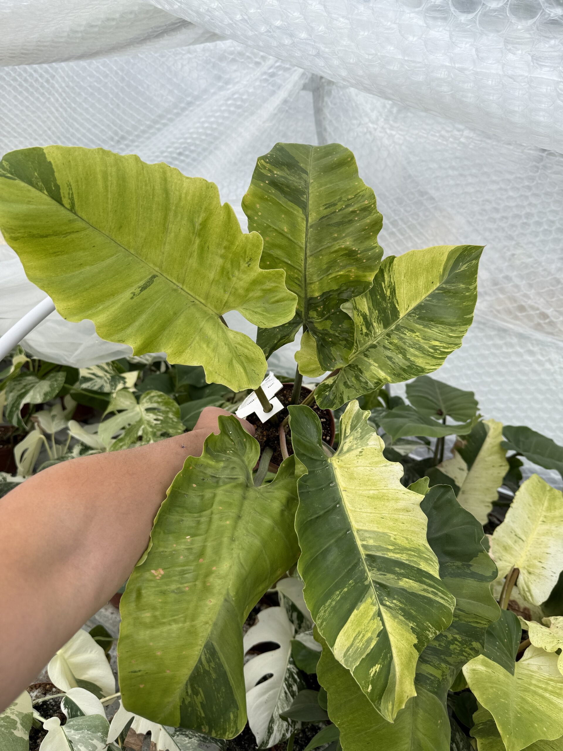 Philodendron Snowdrift