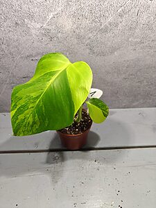 Monstera Deliciosa Aurea