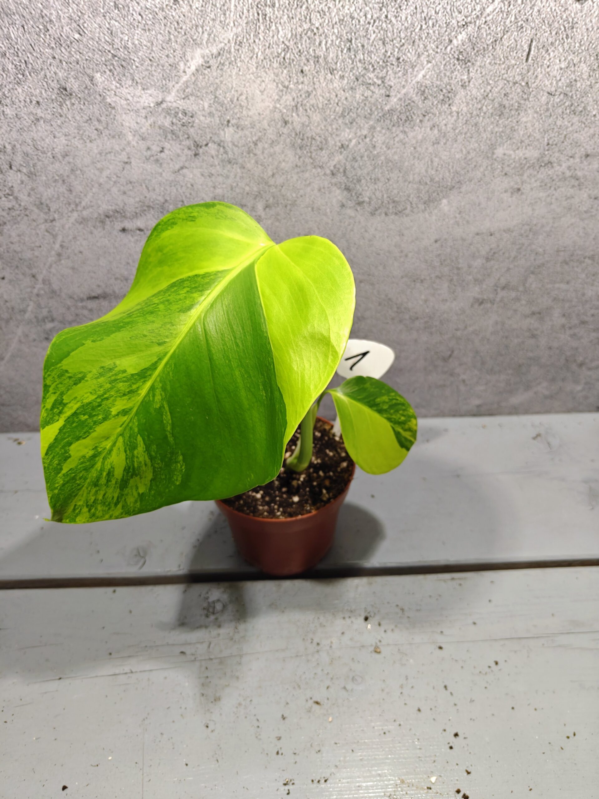 Monstera Deliciosa Aurea