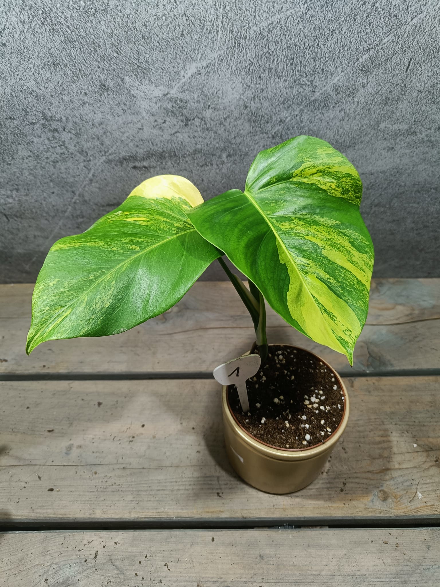 Monstera Deliciosa Aurea