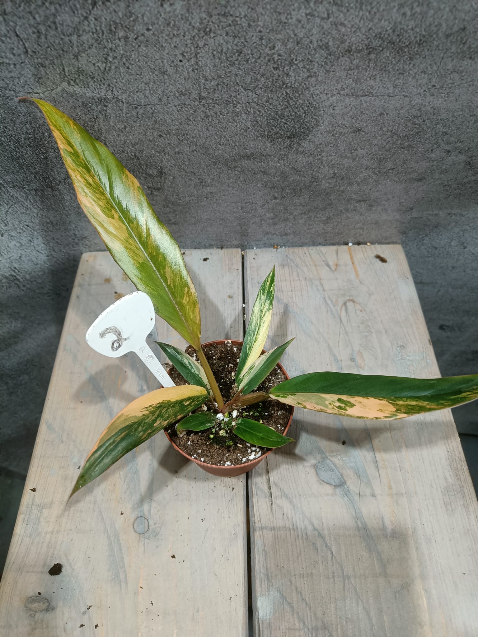 Philodendron Caramel Marble Variegata