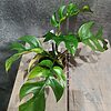 Rhaphidophora Tetrasperma Aurea / Monstera Minima Aurea