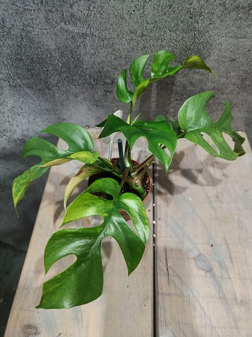 Rhaphidophora Tetrasperma Aurea / Monstera Minima Aurea