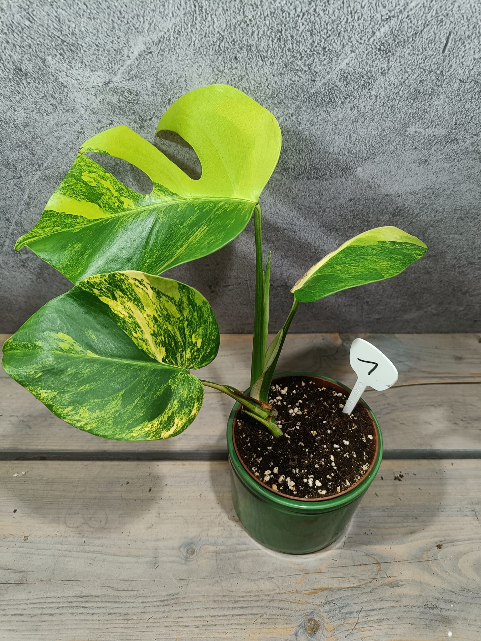 Monstera Deliciosa Aurea