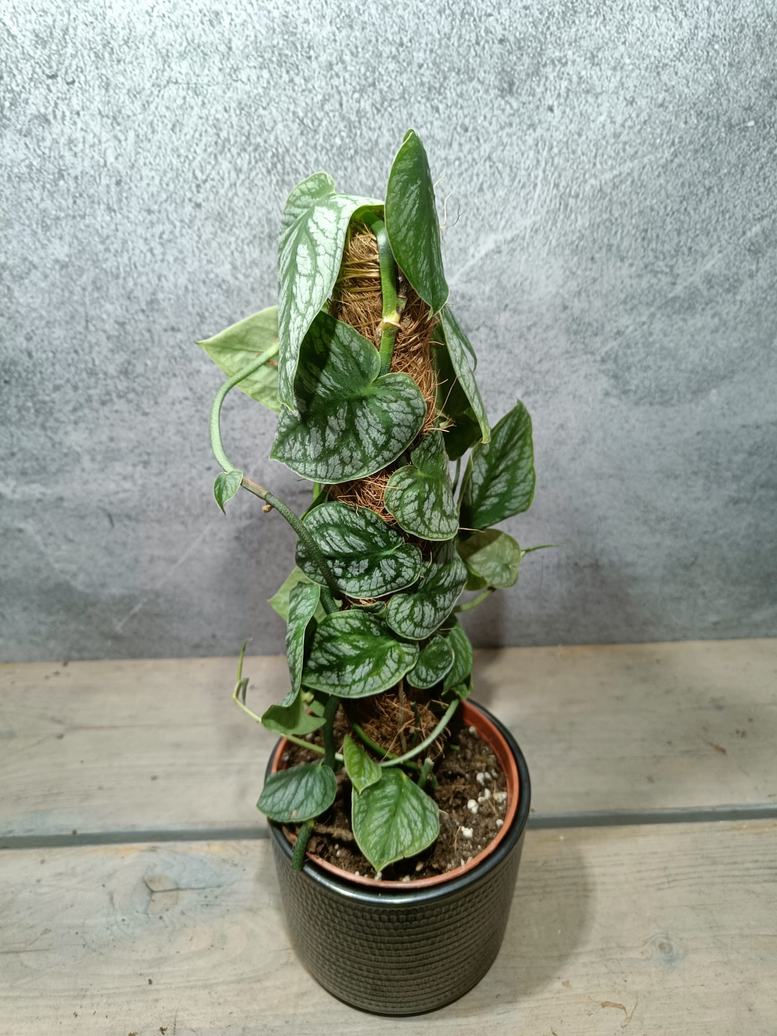 Monstera Dubia