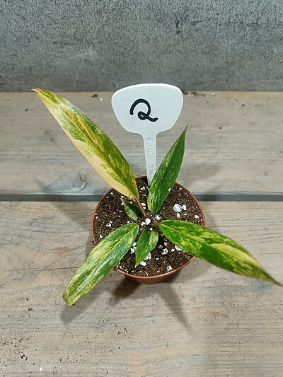 Philodendron Caramel Marble Variegata
