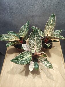 Philodendron Pink Birkin