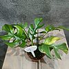 Rhaphidophora Tetrasperma Aurea / Monstera Minima Aurea