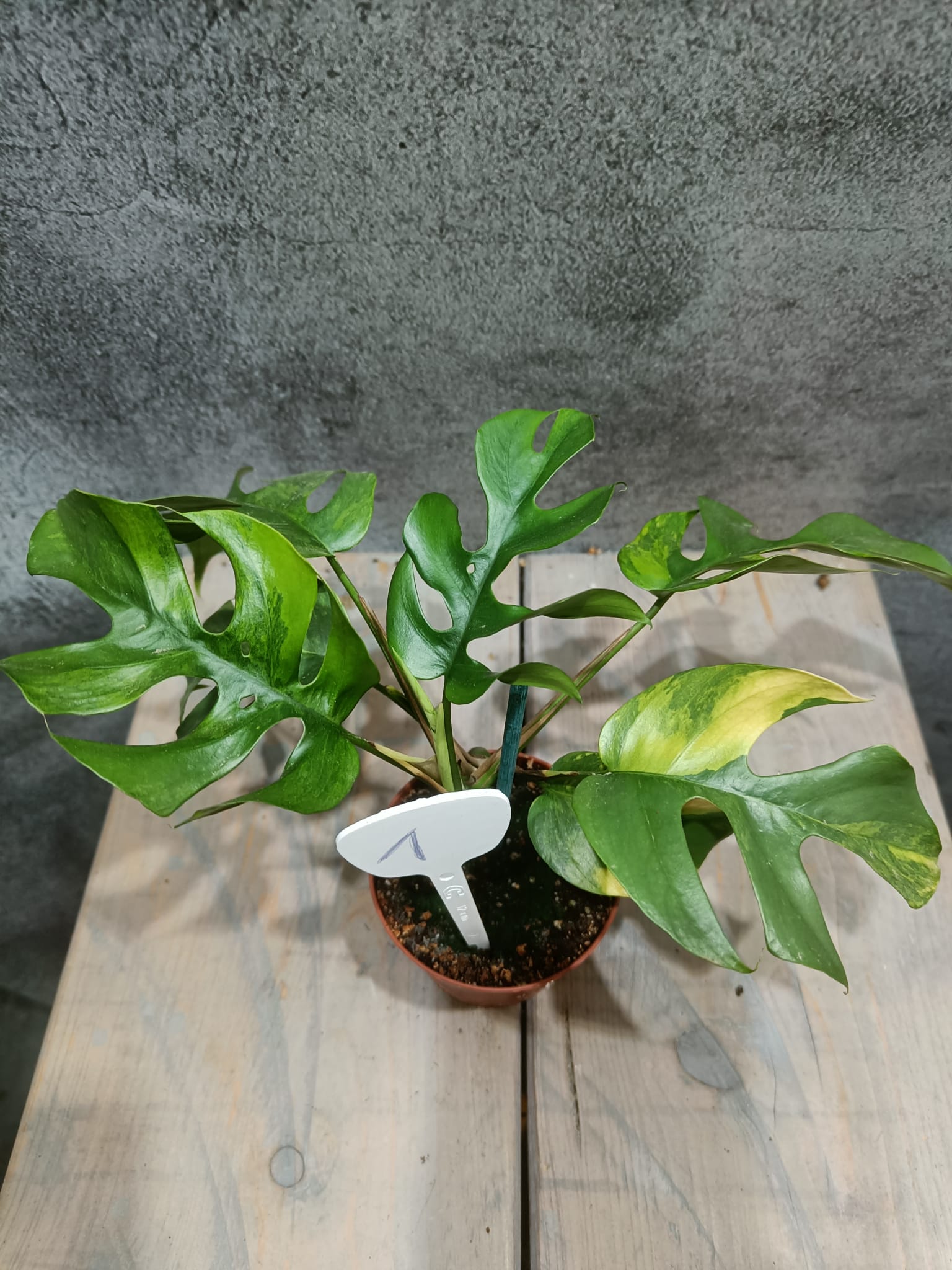 Rhaphidophora Tetrasperma Aurea / Monstera Minima Aurea