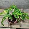 Rhaphidophora Tetrasperma Aurea / Monstera Minima Aurea