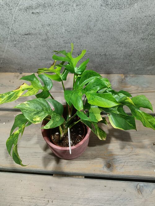 Rhaphidophora Tetrasperma Aurea / Monstera Minima Aurea