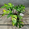Rhaphidophora Tetrasperma Aurea / Monstera Minima Aurea