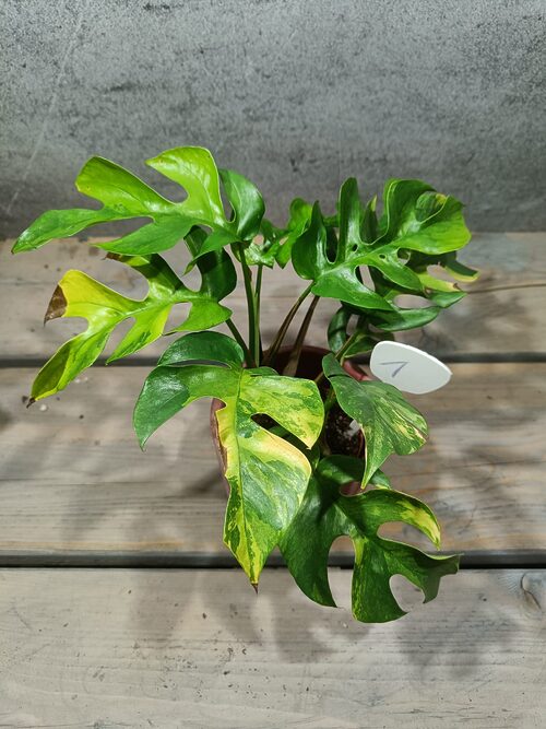 Rhaphidophora Tetrasperma Aurea / Monstera Minima Aurea