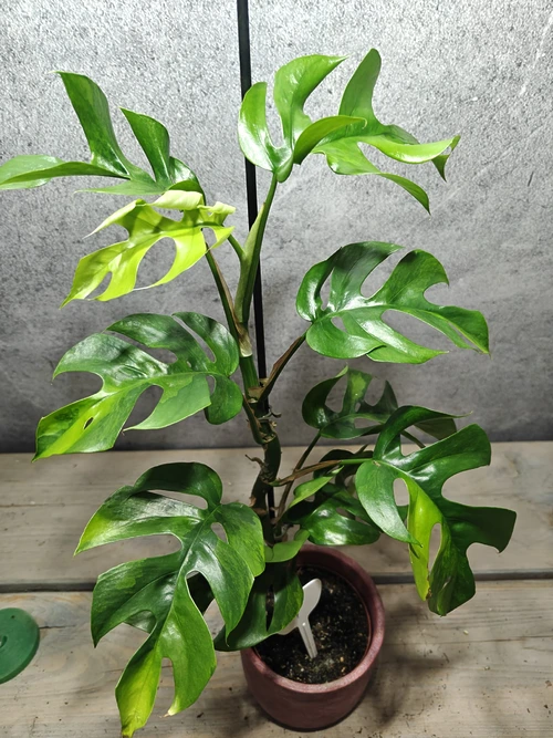 Mr. Plants - Rhaphidophora Tetrasperma Aurea / Monstera Minima Aurea