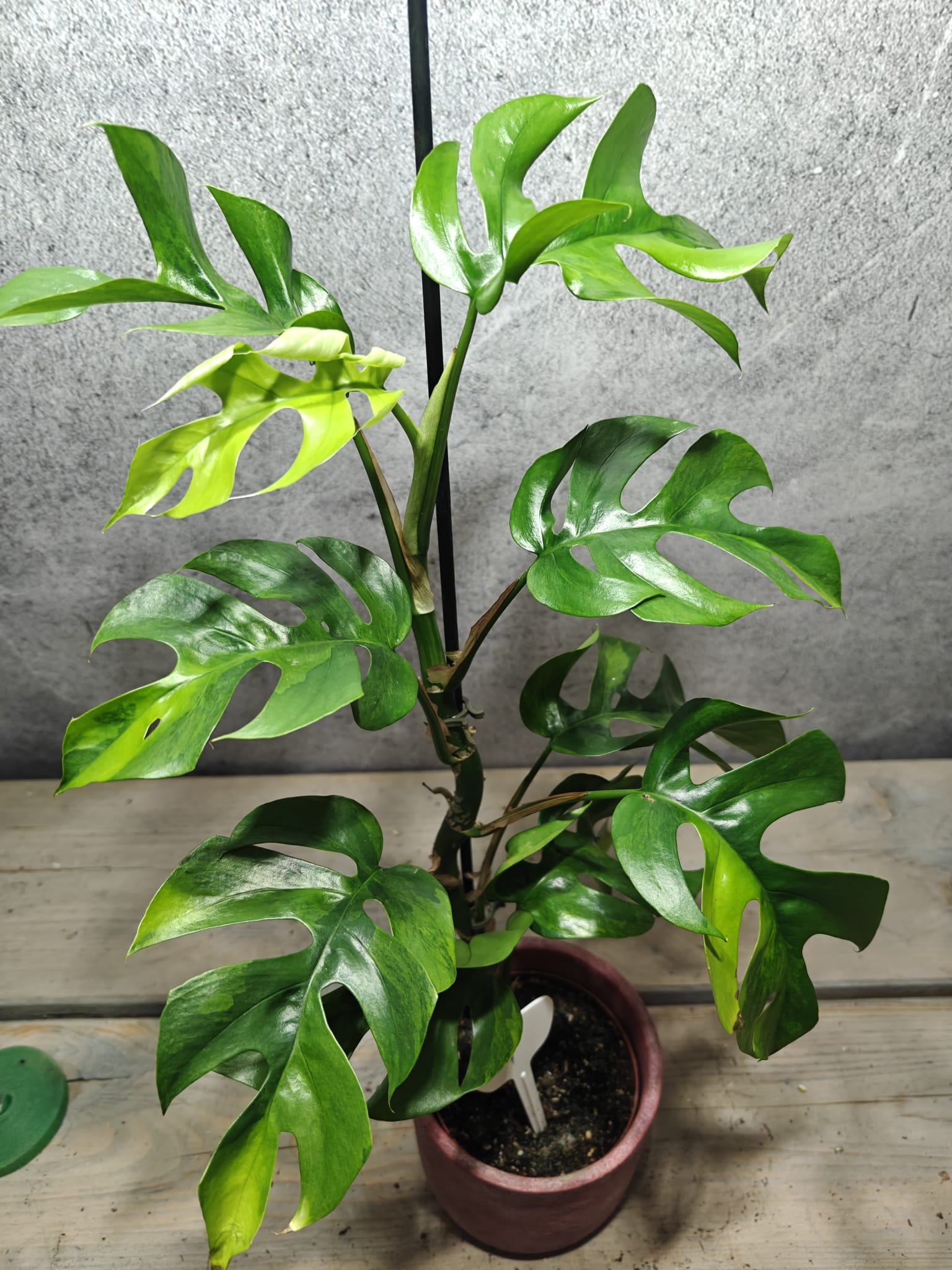 Rhaphidophora Tetrasperma Aurea / Monstera Minima Aurea