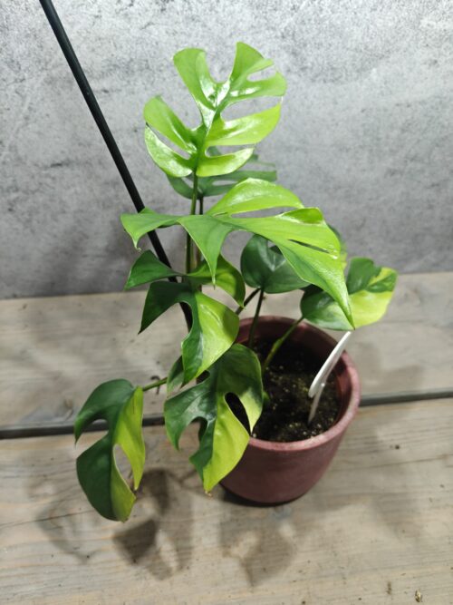 Mr. Plants - Rhaphidophora Tetrasperma Aurea / Monstera Minima Aurea