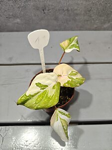 Philodendron Gloriosum Variegata "Tricolor"