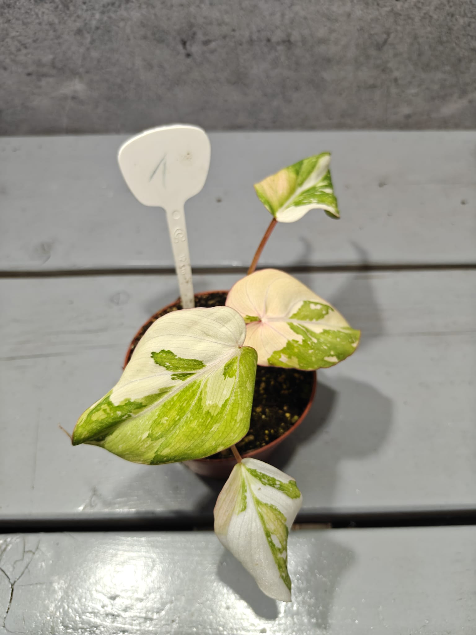 Philodendron Gloriosum Variegata "Tricolor"