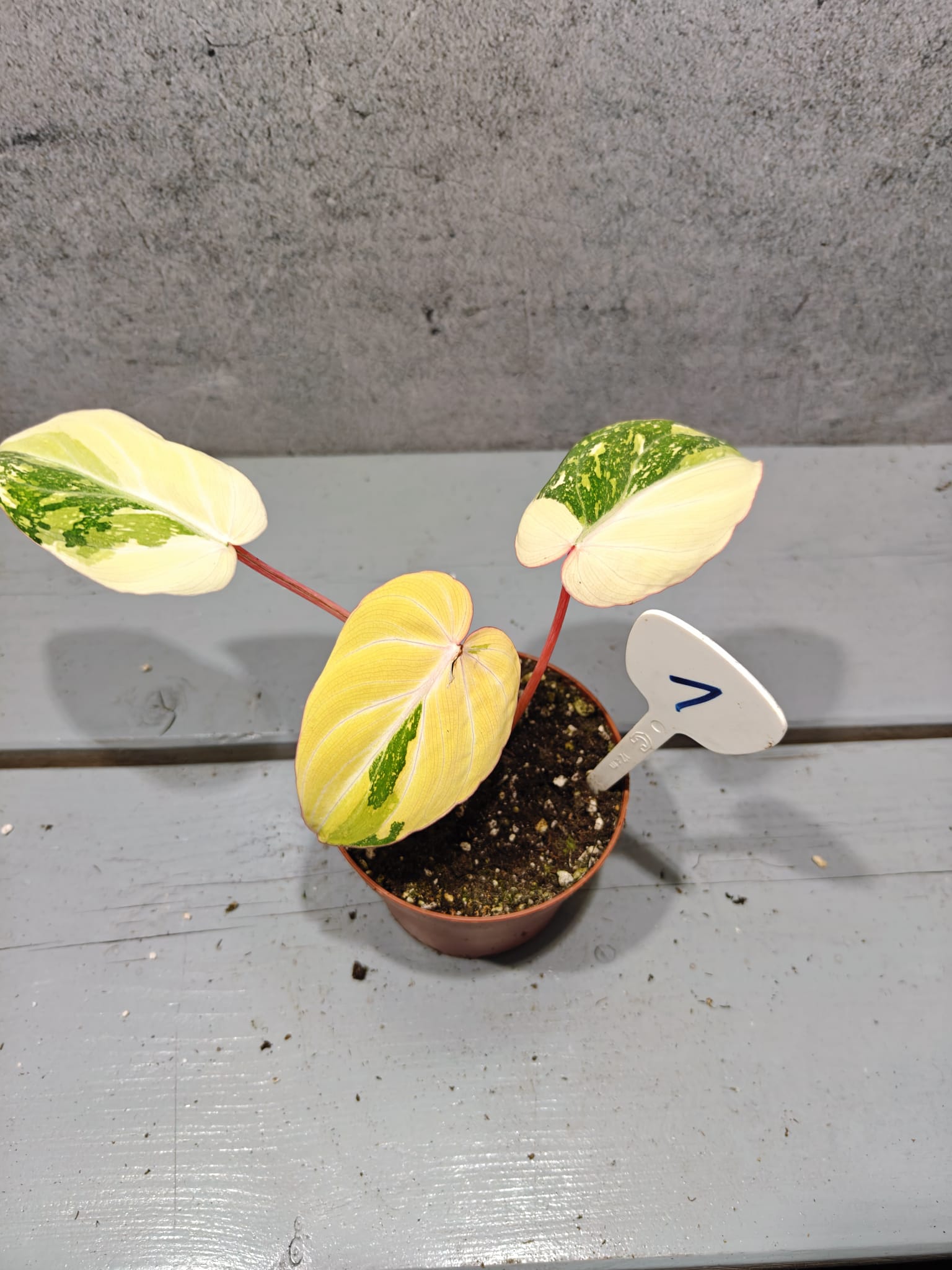 Philodendron Gloriosum Variegata "Tricolor" Philodendron Gloriosum Variegata "Tricolor"