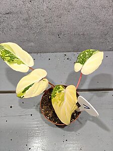 Philodendron Gloriosum Variegata "Tricolor"