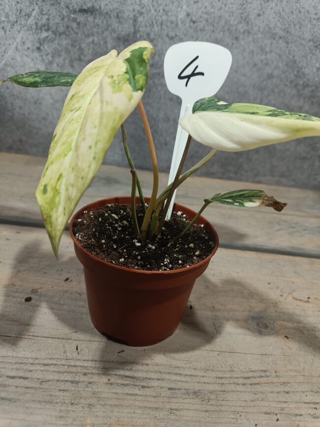 Philodendron Gloriosum Variegata "Tricolor"