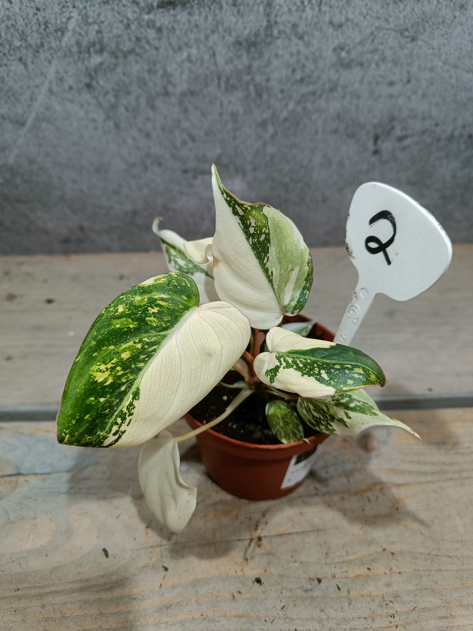 Philodendron Gloriosum Variegata "Tricolor"