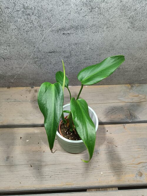 Monstera Burle Marx Flame
