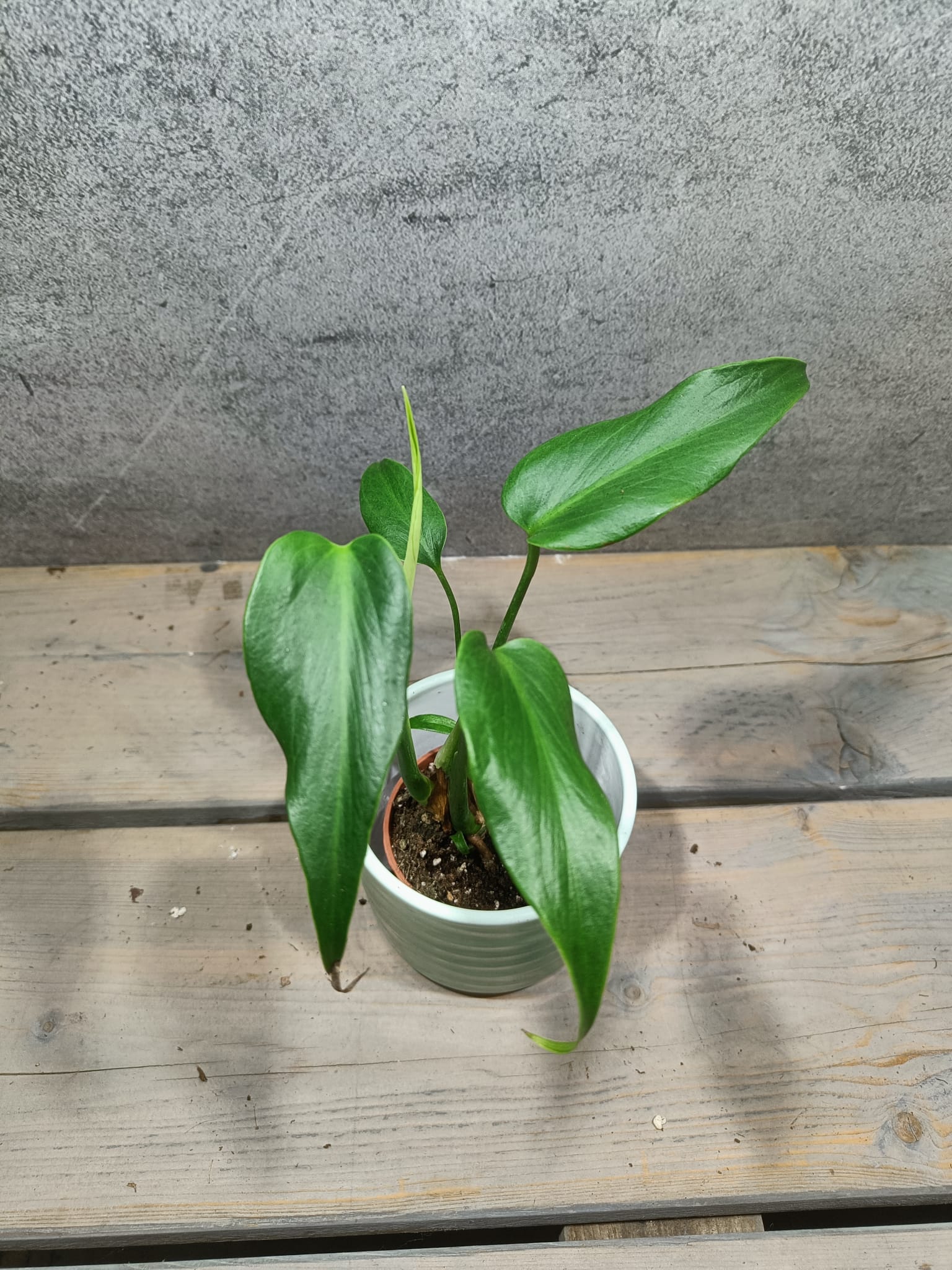 Monstera Burle Marx Flame