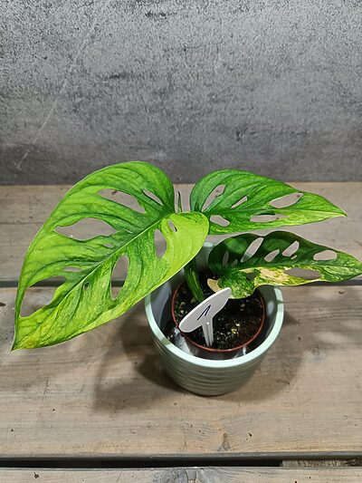 Monstera Adansonii Aurea Variegata