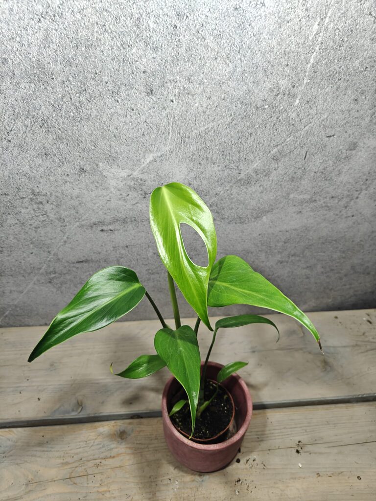 Monstera Burle Marx Flame