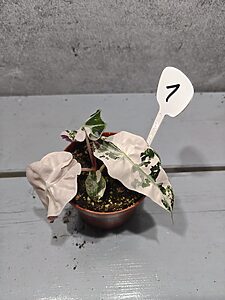 Alocasia Polly Pink 'Snowflake'