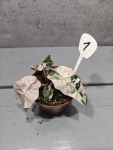 Alocasia Polly Pink 'Snowflake'