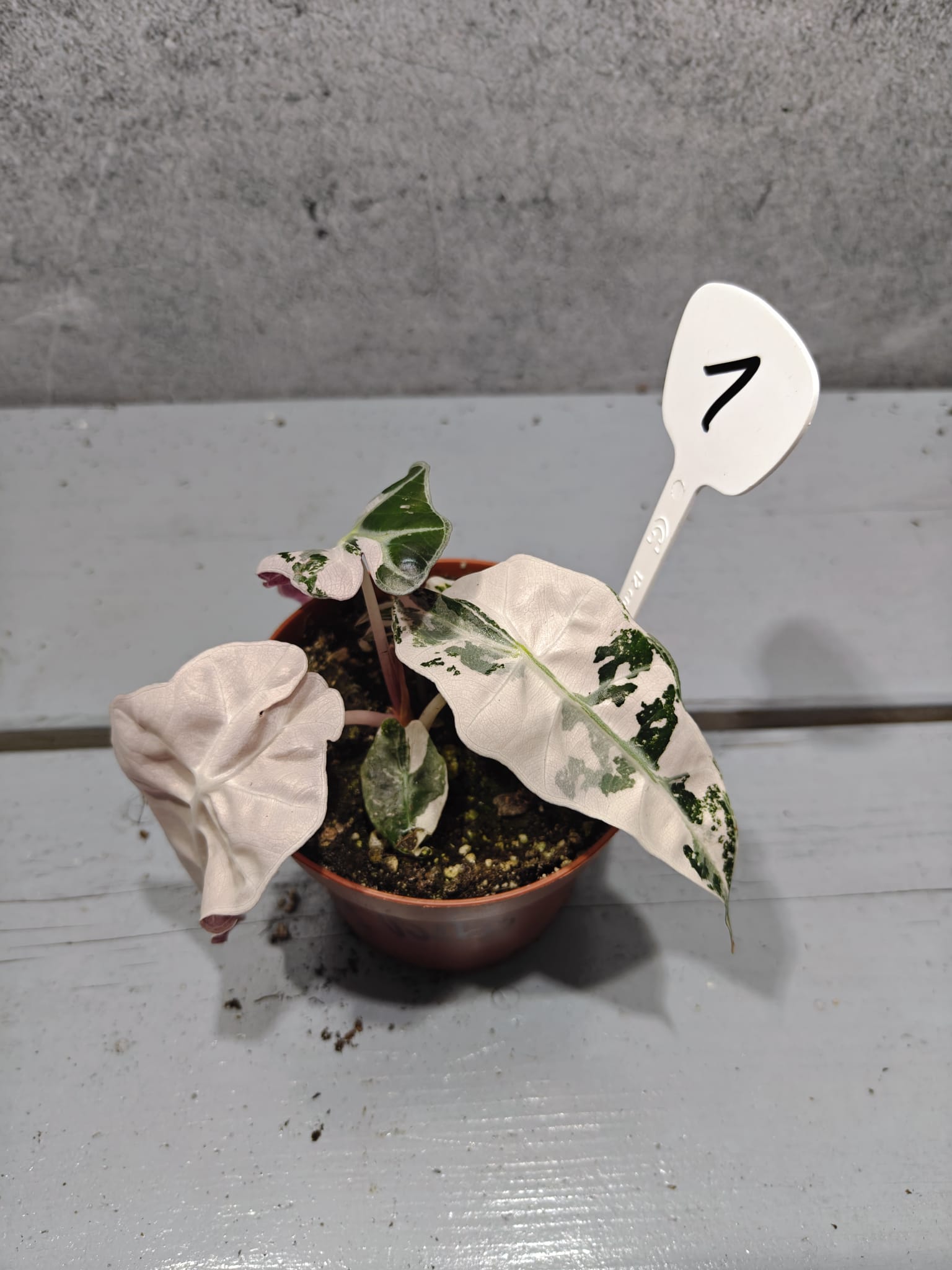 Alocasia Polly Pink 'Snowflake' Alocasia Polly Pink 'Snowflake'