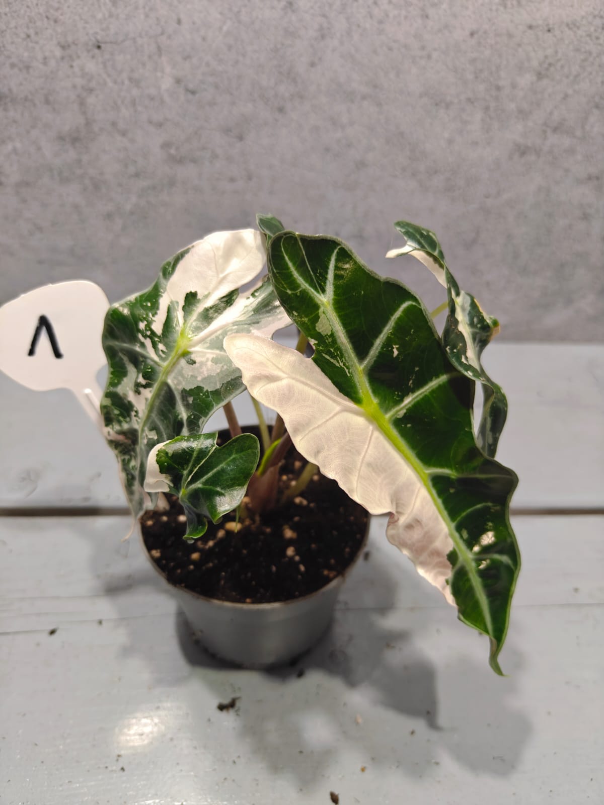 Alocasia Polly Pink 'Snowflake'
