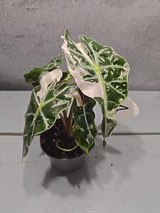 Alocasia Polly Pink 'Snowflake'