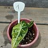 Alocasia Polly Aurea