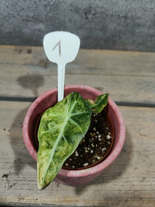 Alocasia Polly Aurea