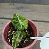 Alocasia Polly Aurea