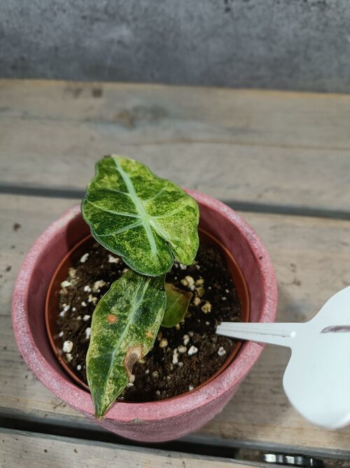 Alocasia Polly Aurea