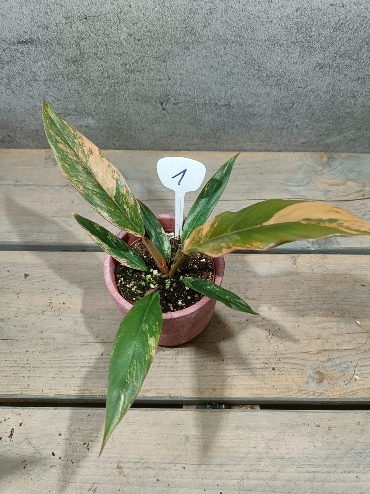 Philodendron Caramel Marble Variegata