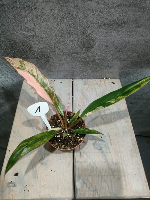 Philodendron Caramel Marble Variegata