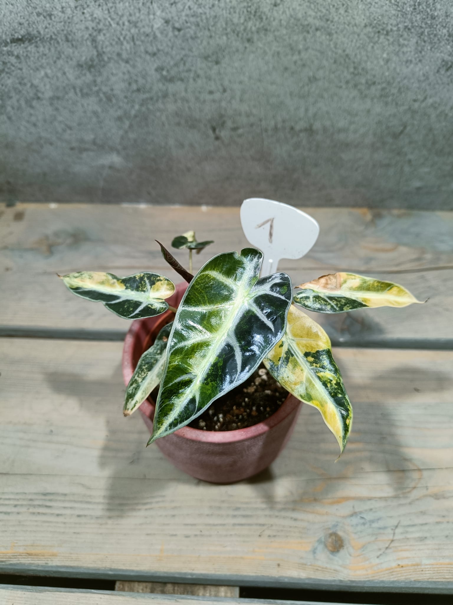 Alocasia Bambino Aurea