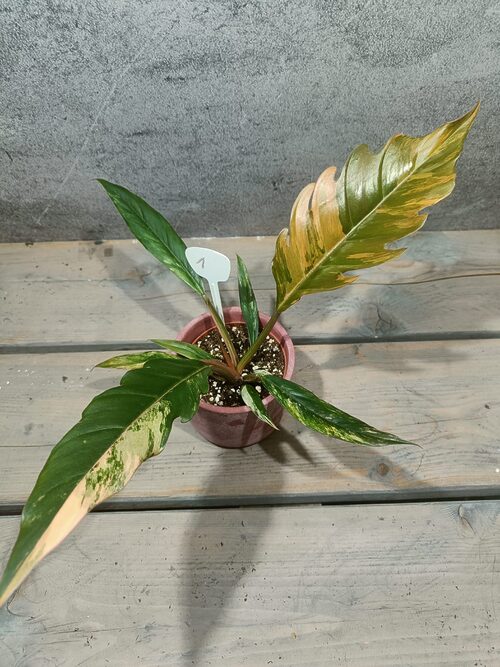 Philodendron Caramel Marble Variegata