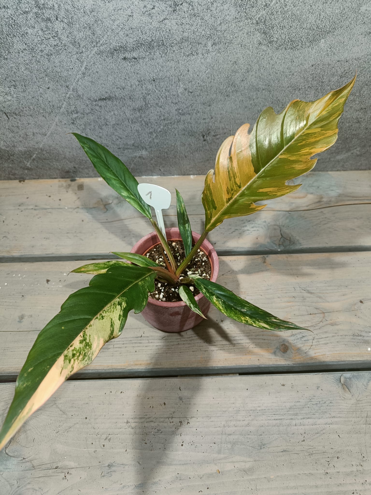 Philodendron Caramel Marble Variegata