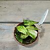 Alocasia Polly Aurea