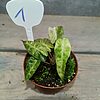 Alocasia Polly Aurea