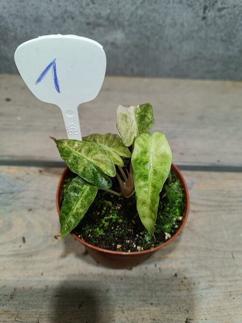 Alocasia Polly Aurea